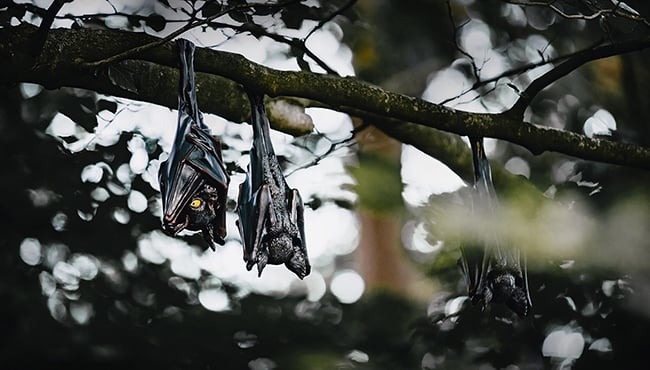 650x370-danse-macabre-vleermuizen